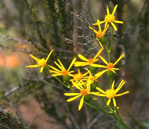 Category:Asteraceae | Plants Wiki | FANDOM powered by Wikia