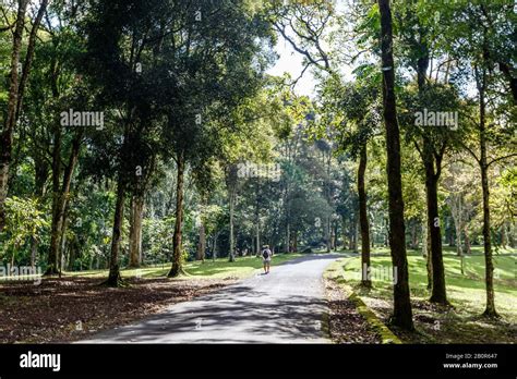 Trees at Kebun Raya Bali - Bali Botanical Garden in Bedugul, Tabanan, Bali, Indonesia Stock ...