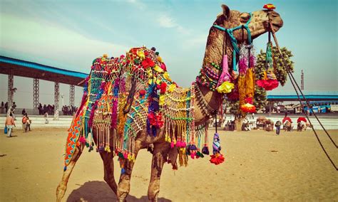 Culture Events In Pushkar,Rajasthan| Pushkar Camel Fair- Indiaeve