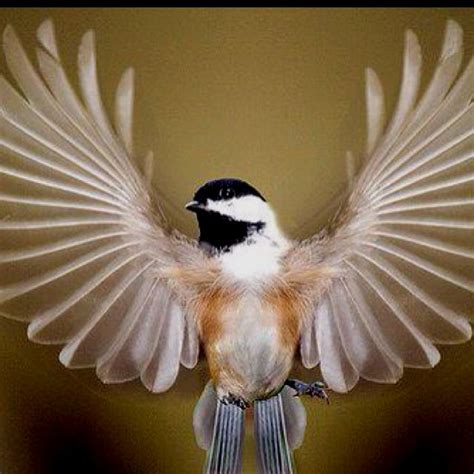 #angel #bird #wings . Adorable | Beautiful birds, Pretty birds, Bird wings