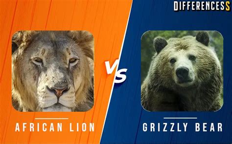 African Lion Vs Grizzly Bear Differences And Comparison » Differencess