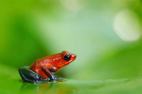 The World's Most Poisonous Frogs - Animals Around The Globe