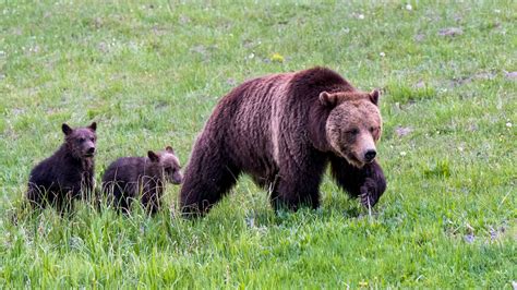 Yellowstone grizzly bears are again listed as threatened | Science | AAAS