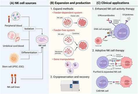 Current status and future perspective of natural killer cell therapy ...