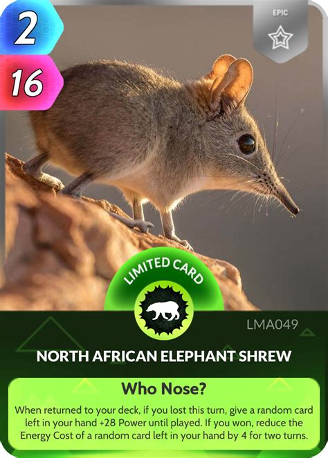 North African Elephant Shrew