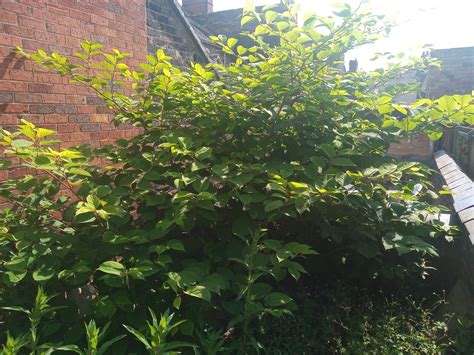 The Pros and Cons of DIY Japanese Knotweed Removal - Japanese Knotweed Plus