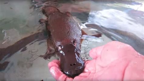 Playful Platypus Has An Identity Crisis, Thinks She’s…A Dog?!