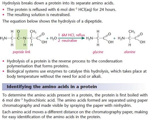 Protein Hydrolysis Reaction