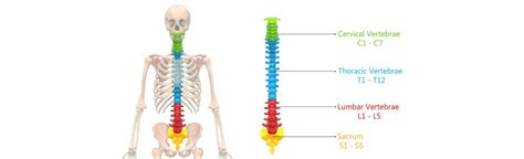 Levels of Spinal Cord Injury - Total Community Care