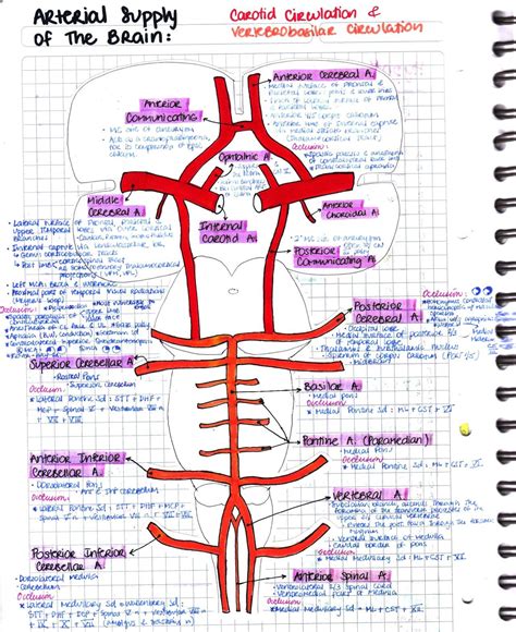 handwritten | Medical anatomy, Medical student study, Neurology