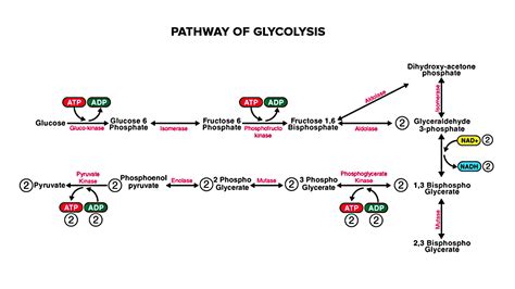 What stage of cellular respiration produces pyruvate as a product?