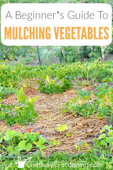 Beginner's Guide To Mulching Your Vegetable Garden - Get Busy Gardening