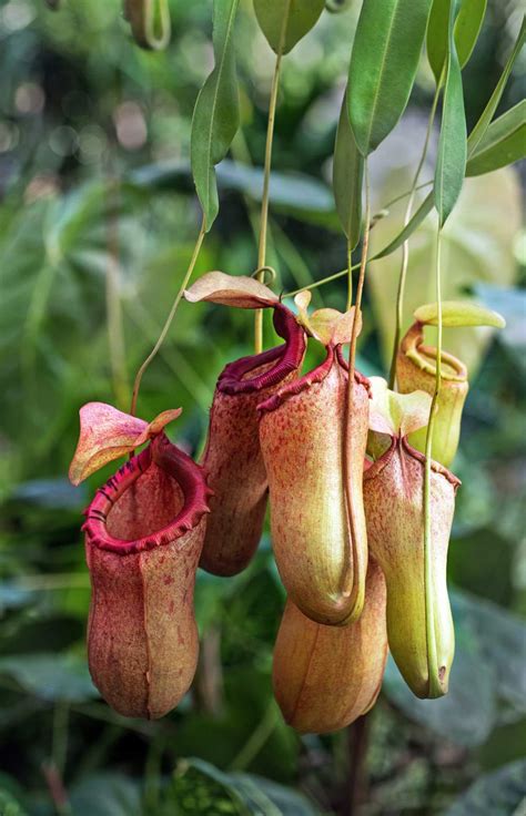 Plantas carnívoras: descubre los secretos de estas fascinantes especies 2024 - Una Planta