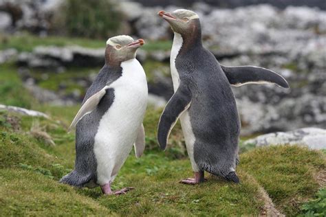 Yellow-eyed penguins (Hoiho) native to New Zealand. Sea Birds, New ...