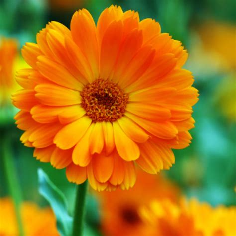 Calendula Officinalis Flower Extract - Herbacin