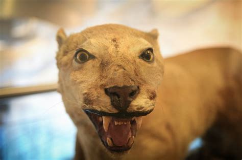 The Original Nittany Lion | Animal help, Penn state, Penn state nittany lions