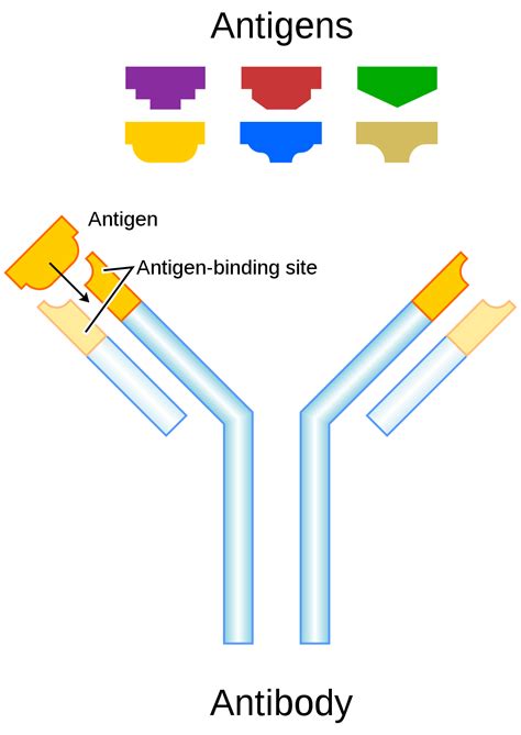 17.5 Adaptive Immune System – Human Biology