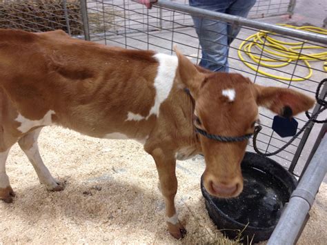 World’s Greatest County Fair | Livestock, County fair, The world's greatest