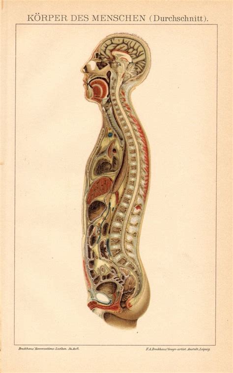 1896 Vertical Section of the Male Human Body Original Antique Lithograph | Körper des menschen ...