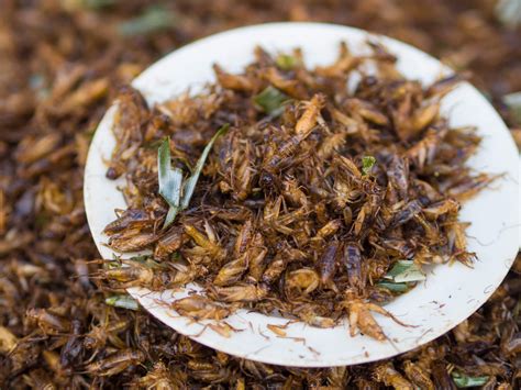 Insects for dinner? 58% can see a future where bugs replace beef