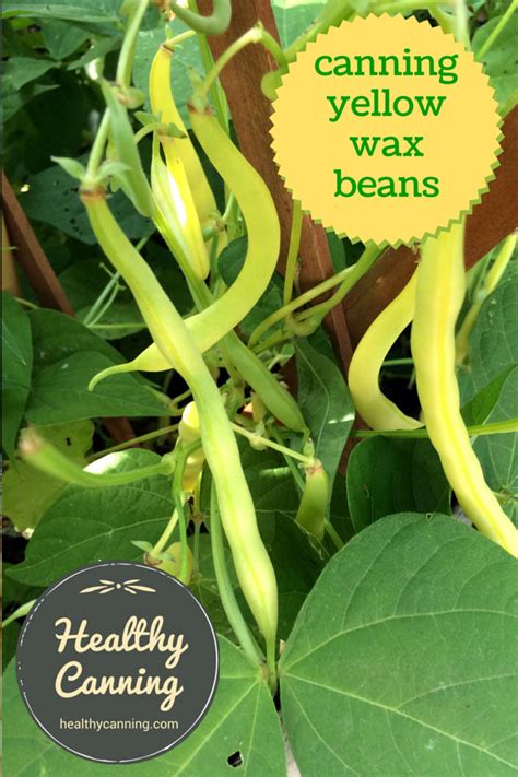 Canning yellow wax beans - Healthy Canning