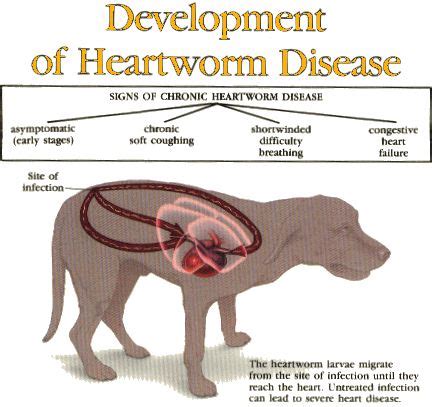 Stages of disease | Heartworms | Pinterest