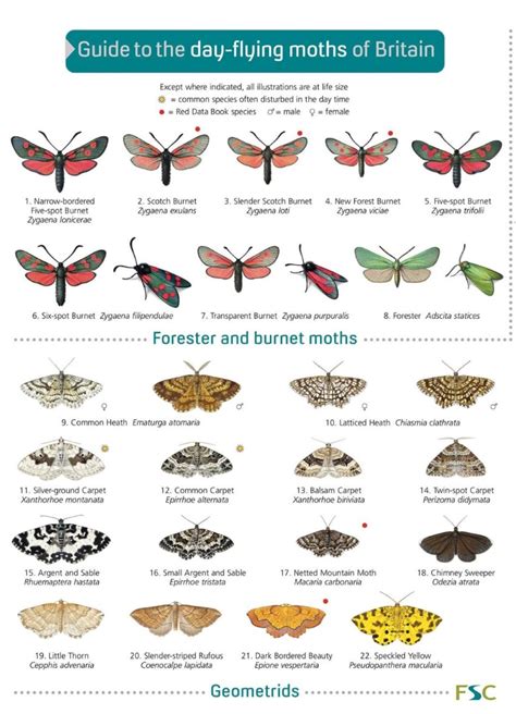 Moth Identification Chart | My XXX Hot Girl