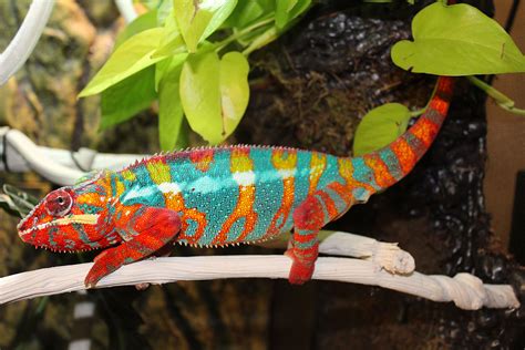 Ambilobe Panther Chameleons for sale | Chromatic Chameleons