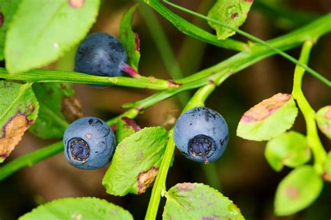 Where Do Huckleberries Grow: How To Grow Huckleberry Plants