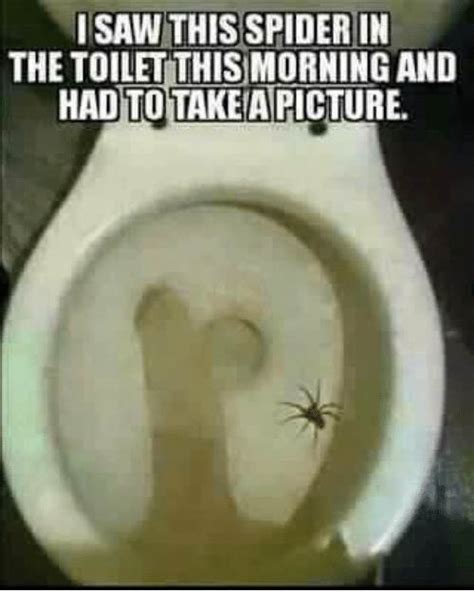 i-saw-this-spider-in-the-toilet-thismorning-and-hadto-4132731