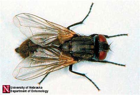 house fly - Musca domestica Linnaeus