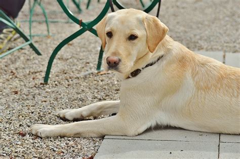 Labrador Dog Sweet - Free photo on Pixabay