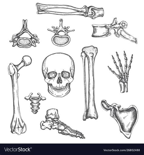 Human skeleton bones and joints sketch Royalty Free Vector