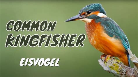 Common Kingfisher, Eurasian Kingfisher or River Kingfisher (Alcedo atthis ♀) / Eisvogel [05 ...