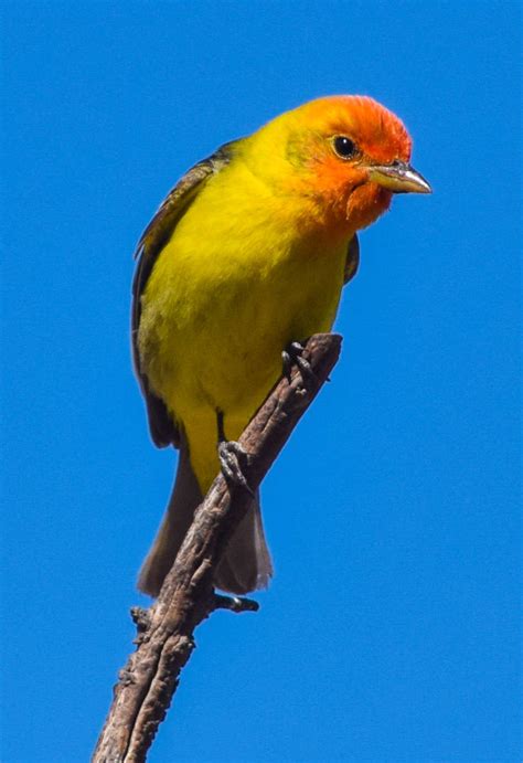 5-23-19 Male Western Tanager by Keithspangle on DeviantArt