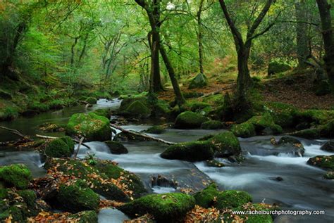 English Woodland in Autumn Plym Valley Devon A4 Photographic - Etsy