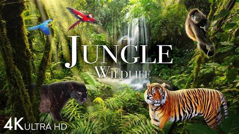 Jungle Wildlife In 4K - Animals That Call The Jungle Home 🐅🐄🐍🐘 - YouTube