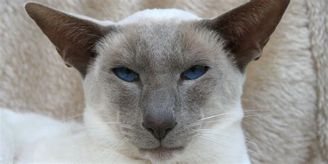 Siamese | International Cat Care