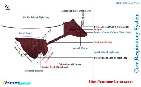 Cow Respiratory System - Nasal Cavity, Trachea, and Lung with Diagram » AnatomyLearner >> The ...