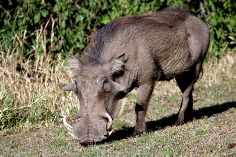 Images Gratuites : région sauvage, animal, faune, pâturage, Afrique ...