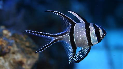 Fish Wallpapers | Best Wallpapers