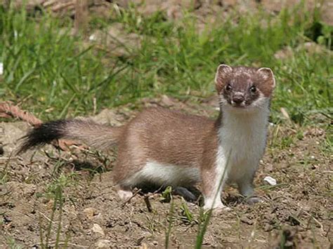 The Stoat | It's Nature - Ground Mammals