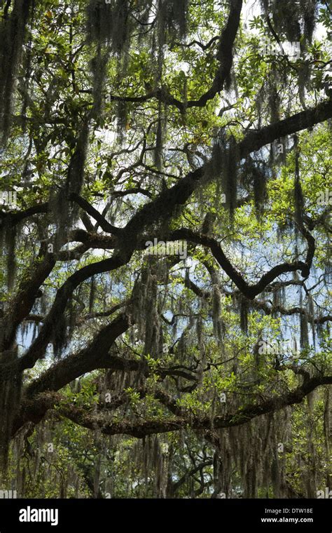 SPANISH MOSS HANGING ON TREES SAVANNAH GEORGIA USA Stock Photo - Alamy