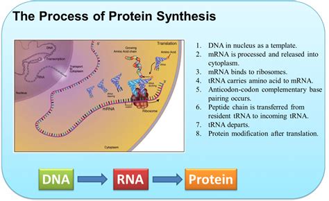 Protein Synthesis Process Diagram