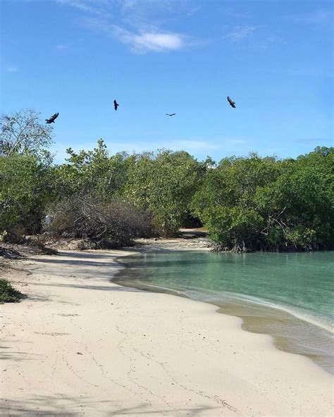 there are birds flying over the water and sand on this beach in front ...