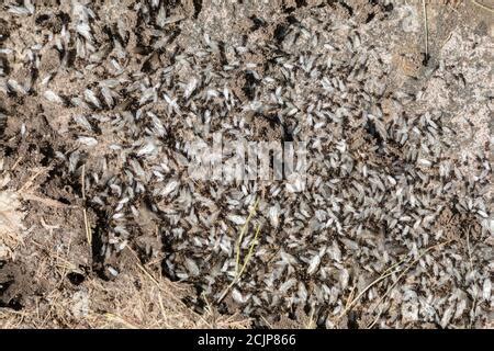 Ants nest with flying ants and eggs uncovered in garden, Wales, UK Stock Photo - Alamy