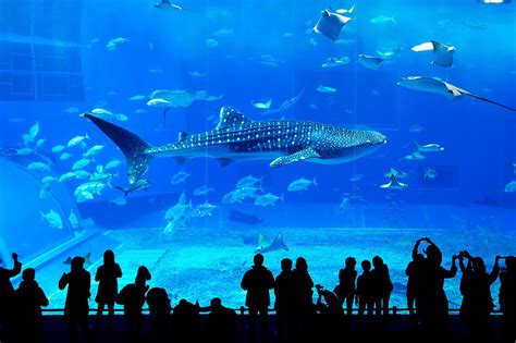 Georgia Aquarium in Atlanta - One of the World’s Largest Aquariums - Go Guides