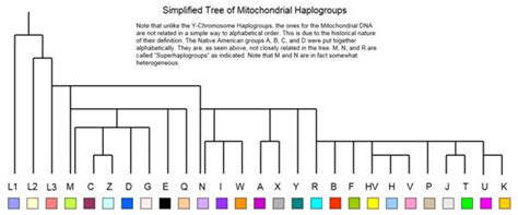 Major Y-DNA and mtDNA Haplogroups