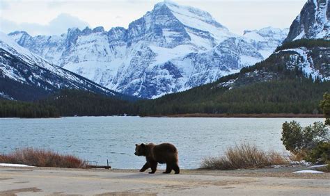 Happy Spring! | Many glacier, Glacier national park, National parks