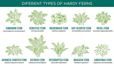 Different Types of Ferns | Types of ferns, Shade garden plants, Ferns ...